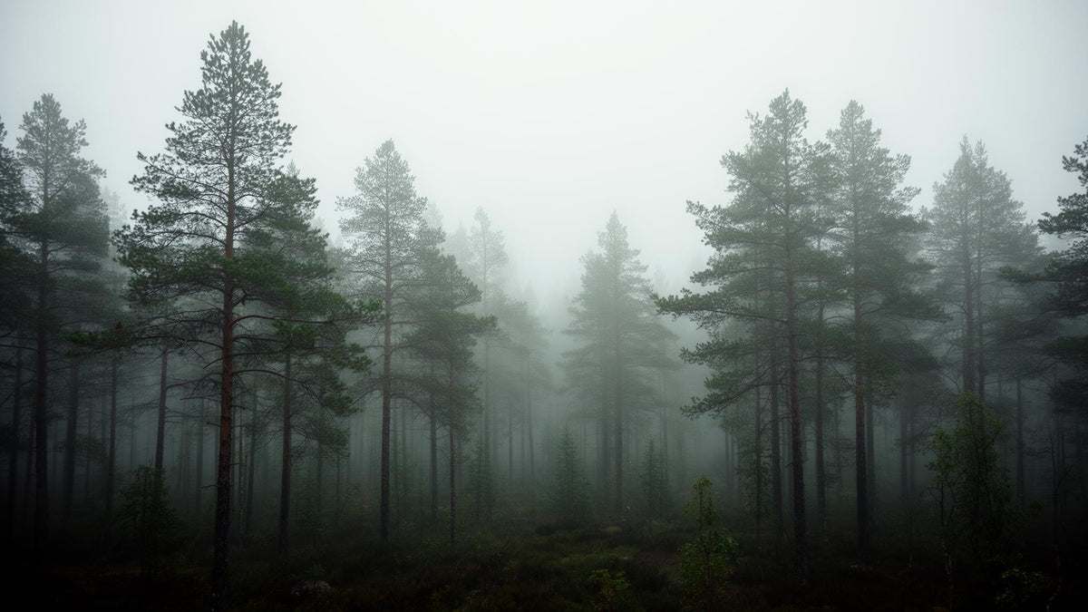 Tåget fyrreskov med nordisk naturstemning